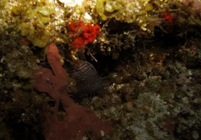 Little Splendid Toadfish tucked away in his cave