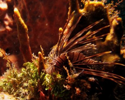 OMG!!!  A lionfish with a FACE!!!