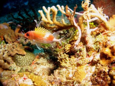 This squirrelfish wanted a photo taken