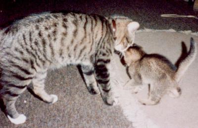 The first meeting