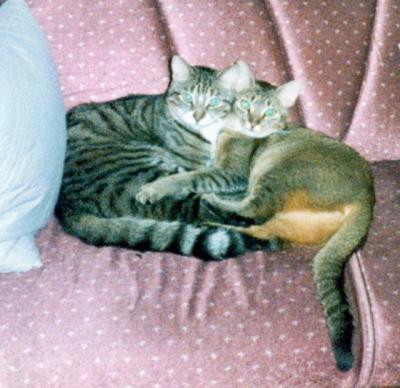 Cuddle bugs
