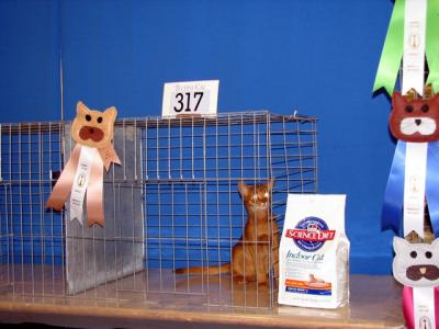 Finals - 3rd Best Short Haired Alter Cat - and he won a bag of cat food!!!!