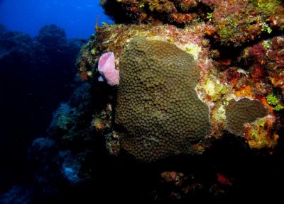 Sponges  & Large Star Coral