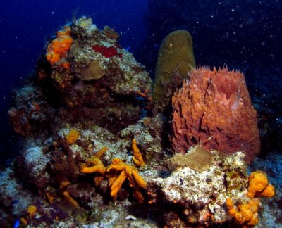 Barrel Sponge, Tube Sponge, corals