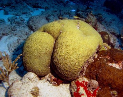 Brain Coral