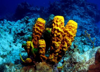 Orange Sponges