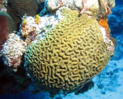 Maze Coral