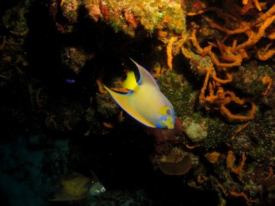 Queen angelfish swimming upside down