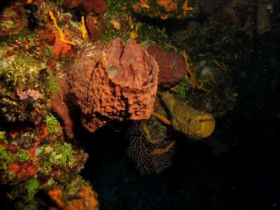 Barrel sponge & tube sponge