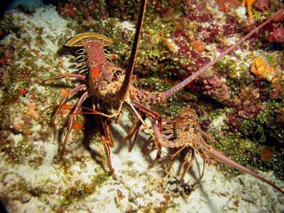 2 Spiny Lobsters