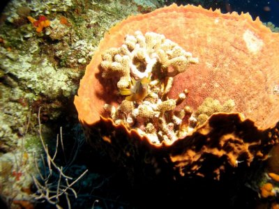 Staghorn coral inside a Barrel sponge