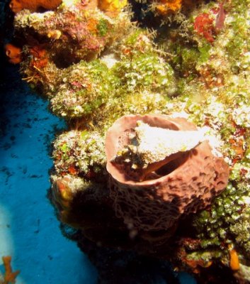 Conch shell inside a Barrel sponge