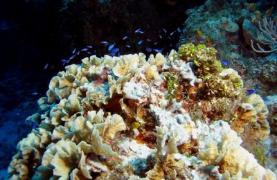 Thin Leaf Lettuce Coral with many tiny blue fish