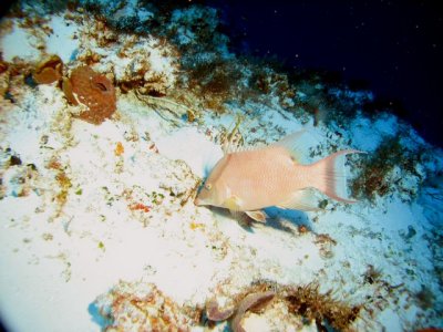 Hogfish