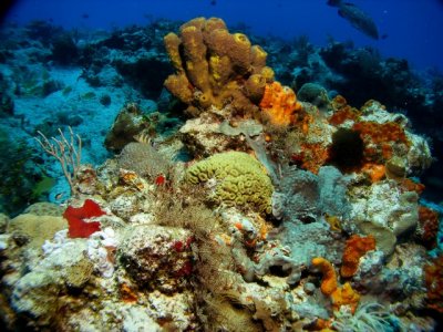 Sponges & corals