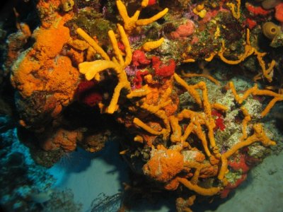 Staghorn corals