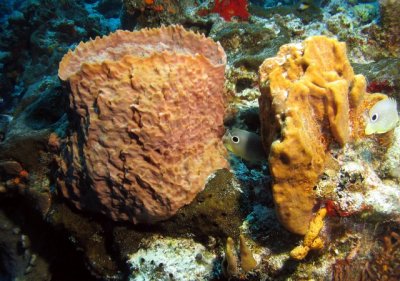 Barrel sponge & Elephant Ear sponge