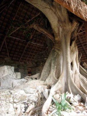 A tree grows through the Murals Structure