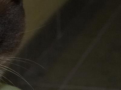 mk2_iso1600_8mp_rec3.jpg