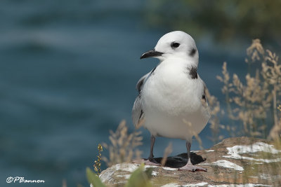 Mouette tridactyle (Beauharnois, 14 août 2008)