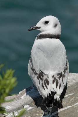Mouette tridactyle (Beauharnois, 14 août 2008)