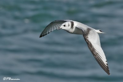 Mouette tridactyle (Beauharnois, 15 août 2008)