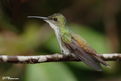Ariane à poitrine blanche/White-chested Emerald (Imataca Forest, 29 novembre 2008)