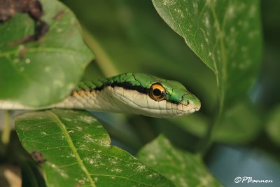 Green Vine Snake (Vuelta Larga, 24 novembre 2008)