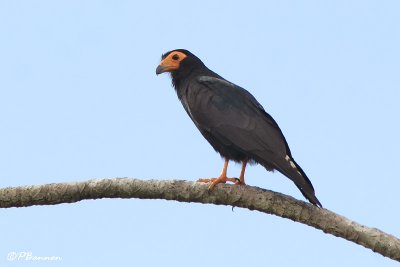 Caracara noir/Black Caracara (El Palmar, 29 novembre 2008)