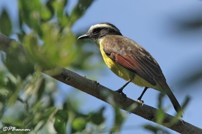 Tyran de Cayenne/Rusty-margined Flycatcher (Vuelta Larga, 24 novembre 2008)