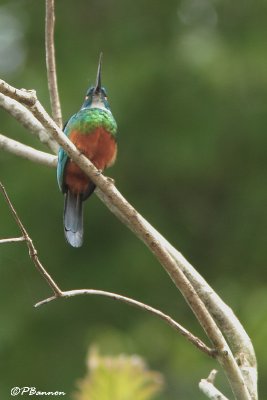 Jacamar vert/Green-tailed Jacamar (El Palmar, 29 novembre 2008)