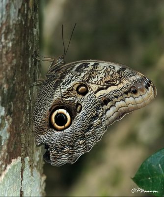 Papillon (Vuelta Larga, 29 novembre 2008)