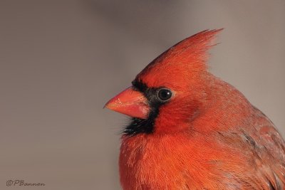 Cardinal rouge (le des Soeurs, 12 janvier 2009)
