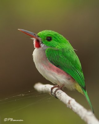 Les oiseaux de Punta Cana