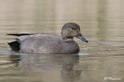 Canard chipeau (le des Soeurs, 1 mai 2009)