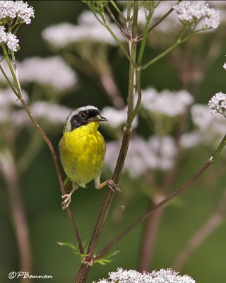 Paruline masquée (Saint-Luc, 19 juillet 2009)
