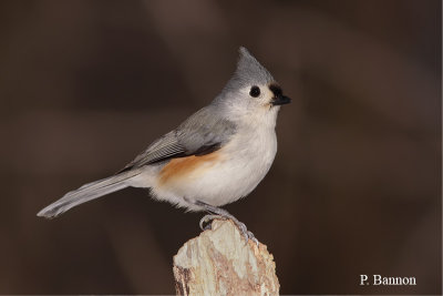 Mésange bicolore (Châteauguay,11 février 2010)