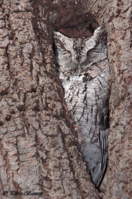 Petit-duc maculé (Île des Soeurs, 5 mars 2010)