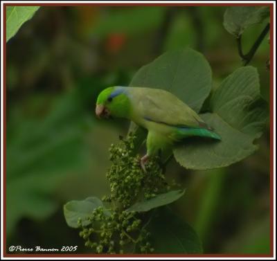 Pacific Parrotlet (Toui cleste), Pedro Vicente Maldonado, 17 nov 2005