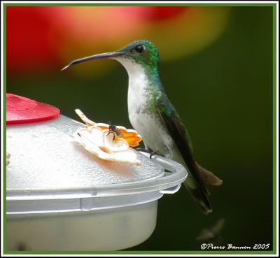 Andean Emerald (Ariane de Francia) Mindo, 16 nov 2005