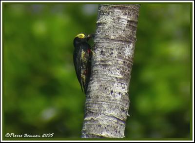 Yellow-tufted Woodpecker (Pic  chevron d'or) Sacha Lodge, 12 nov 2005