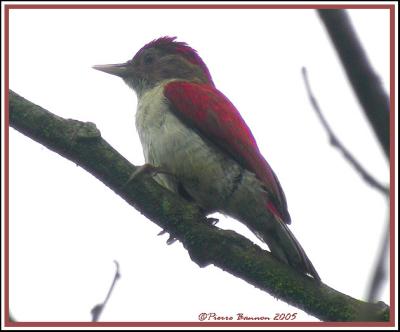 Scarlet-backed Woodpecker (Pic rubin) Los Bancos, 16 nov 2005)