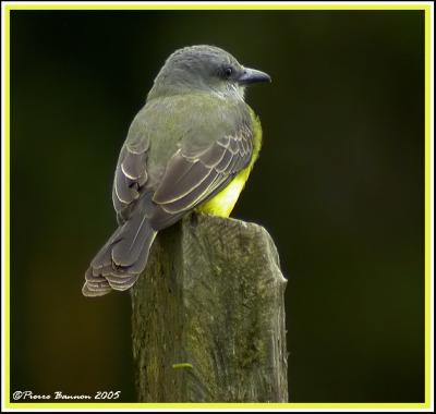 Tropical Kingbird (Tyran mlancolique) Mindo, 16 nov 2005