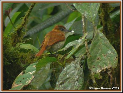 One-colored Becard (Bcarde unicolore) Mindo, 19nov 2005