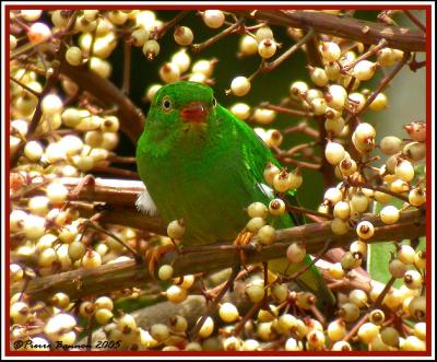 Yellow-collared Chlorophonia (Organiste  col jaune) Los Bancos, 18 nov 2005