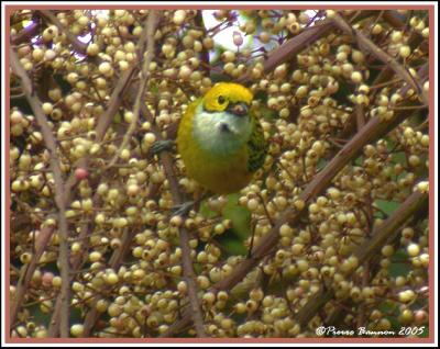 Silver-throated Tanager (Calliste safran) Los Bancos, 18 nov 2005