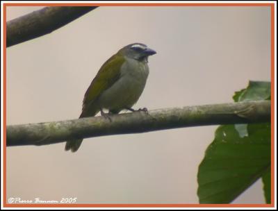 Buff-throated Saltator (Saltator des grands-bois) Mindo, 17 nov 2005