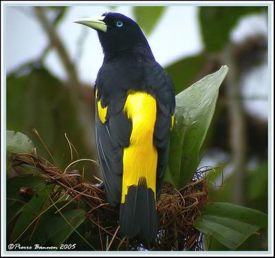 Yellow-rumped Cacique (Cassique cul-jaune) Sacha Lodge, 8 nov 2005