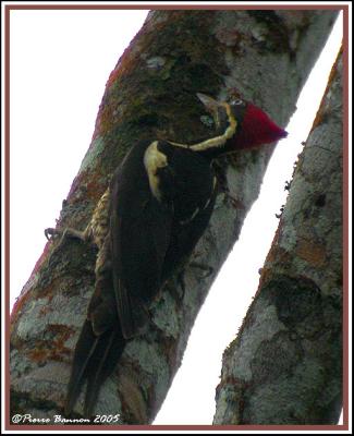 Lineated Woodpecker (Pic ouentou) Pedro Vicente Maldonado, 17nov 2005