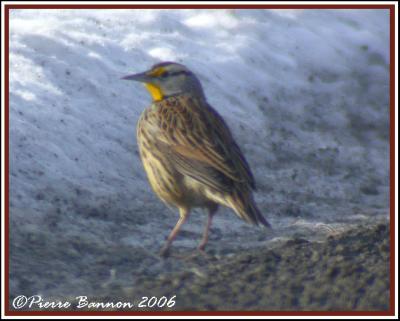 Sturnelle (Meadowlark) sp. Lancaster,13 janvier 2006